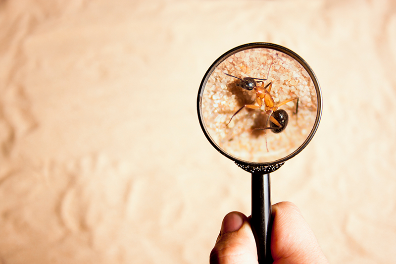 insect enlarged by magnifying glass