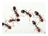 six ants